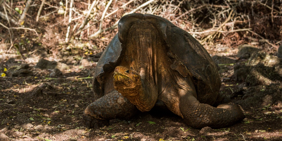 Tartaruga Diego na ilha de Santa Cruz, em Galápagos, no Equador. (Fonte: Nick Dale/iStock/Reprodução)