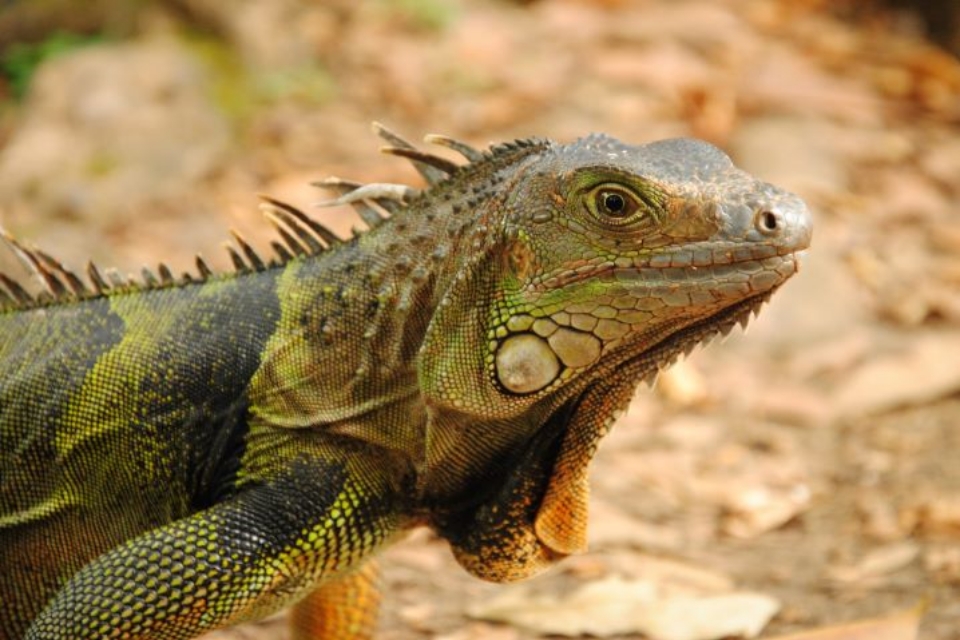 Iguanas congeladas estão “caindo do céu” na Flórida