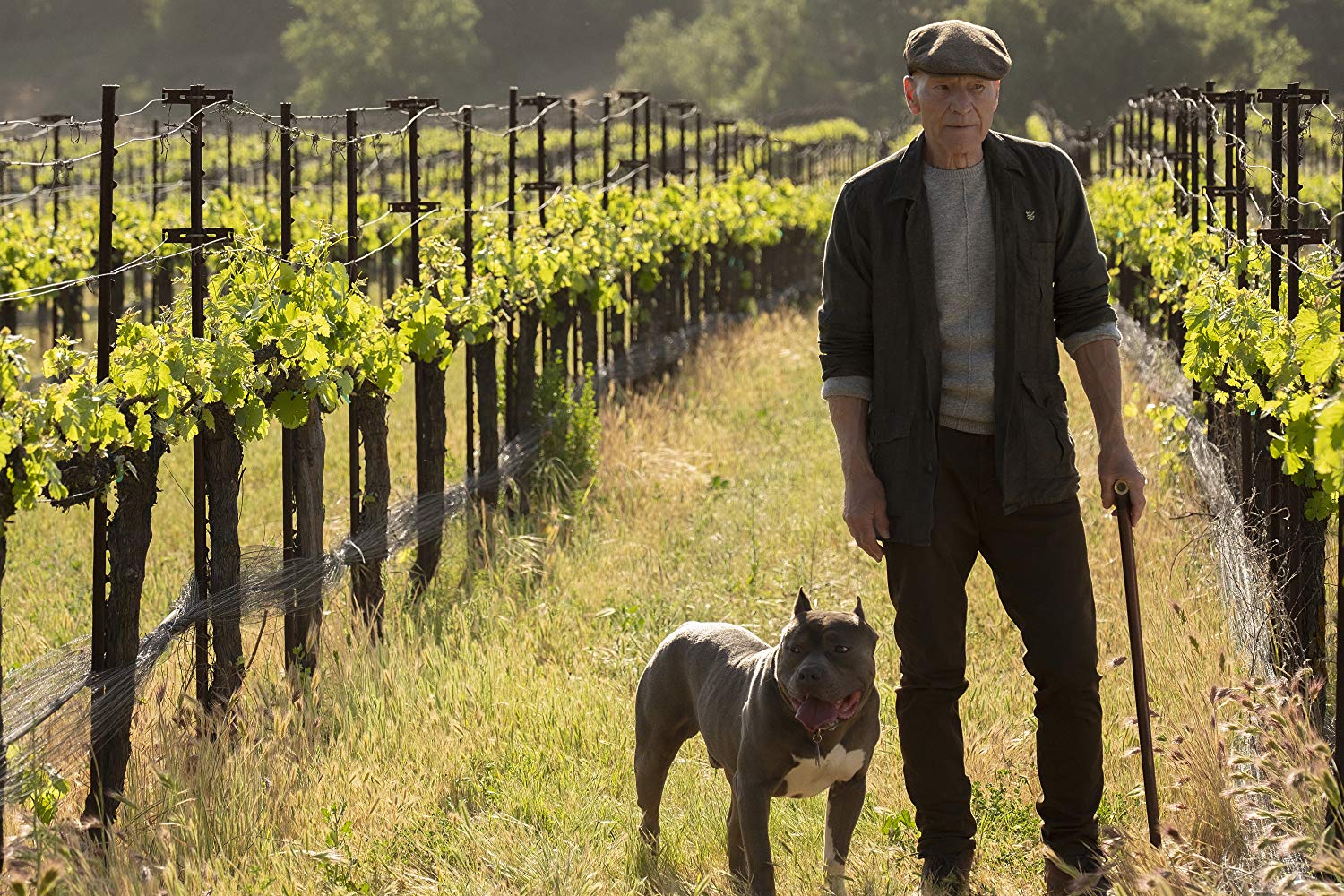 Star Trek Picard: tudo que você precisa saber sobre a nova série