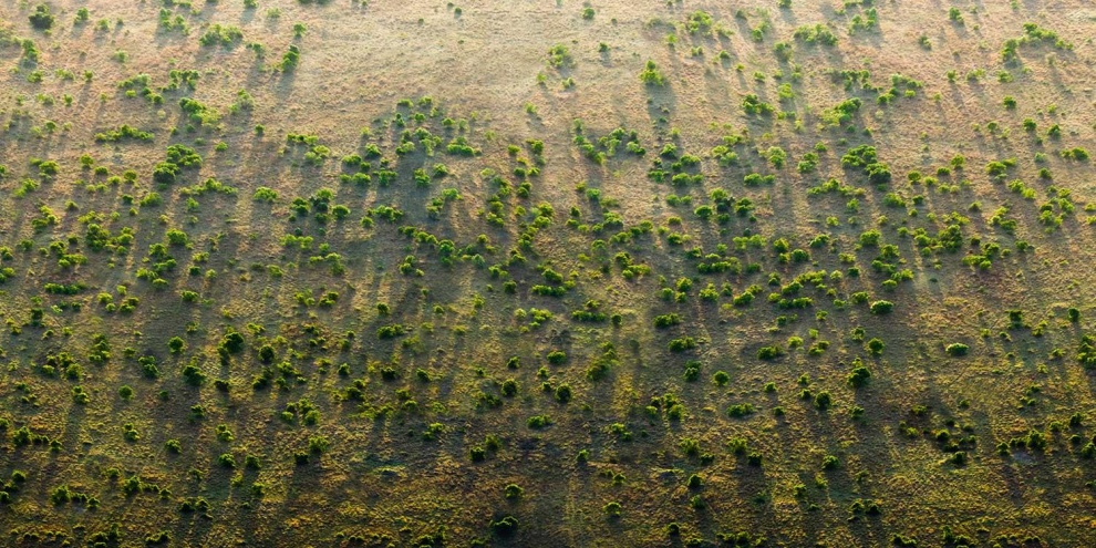 (Fonte: Great Green Wall/Reprodução)