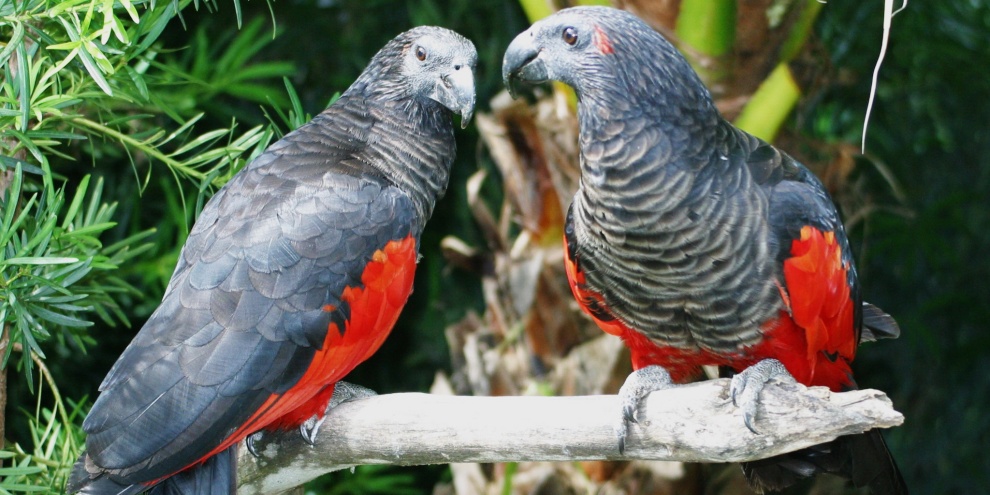 (Fonte: Miami MetroZoo/Reprodução)