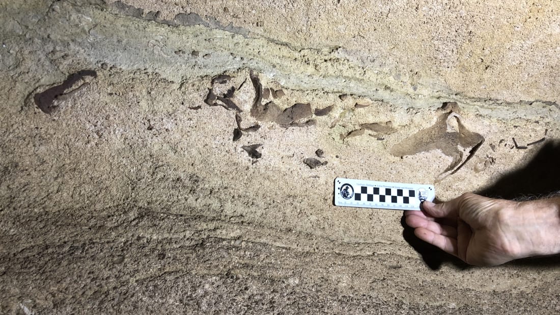 https://edition.cnn.com/travel/article/mammoth-cave-sharks-scn-trnd/index.html