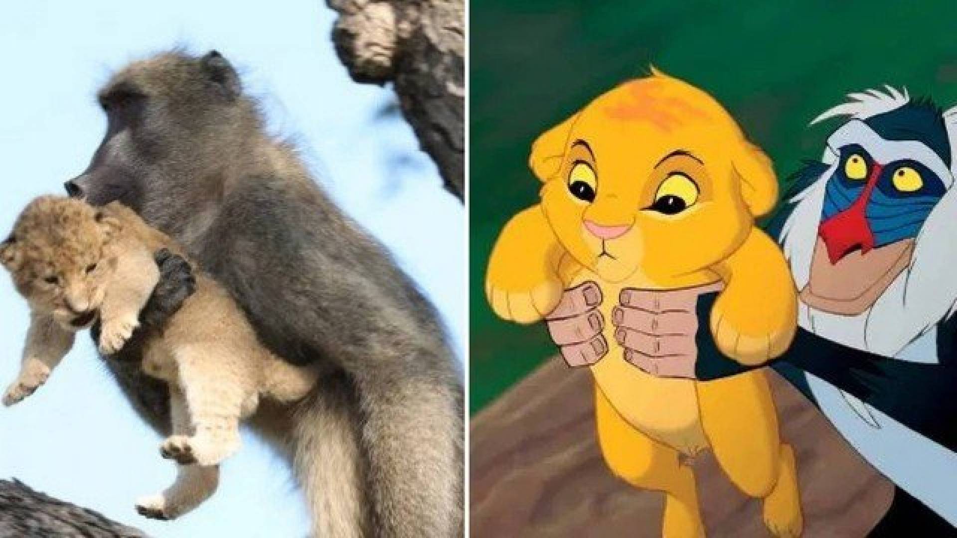 https://meiahora.ig.com.br/geral/2020/02/5862942-babuino-protege-filhote-de-felino-e-recria-iconica-cena-de--rei-leao--em-parque-na-africa-do-sul.html#foto=1