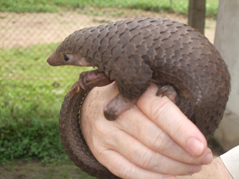 https://www.revistaplaneta.com.br/o-caminho-do-coronavirus-ate-nos-de-morcegos-a-pangolins/