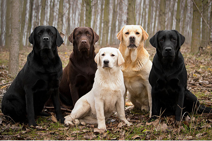 https://www.bitcao.com.br/blog/racas-labrador-retriever/