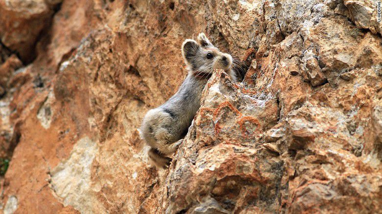 ili pika