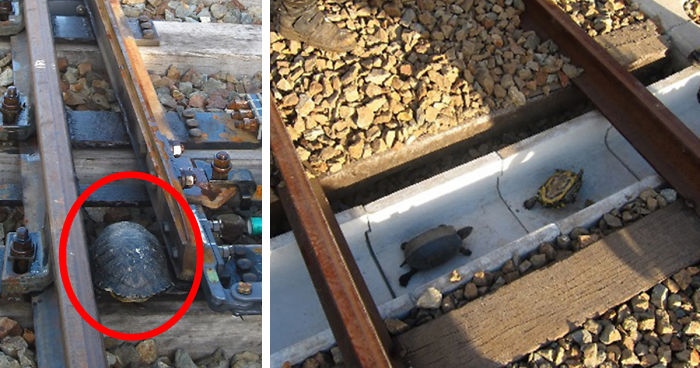 https://www.boredpanda.com/turtle-tunnel-train-track-safety-japan-railways/