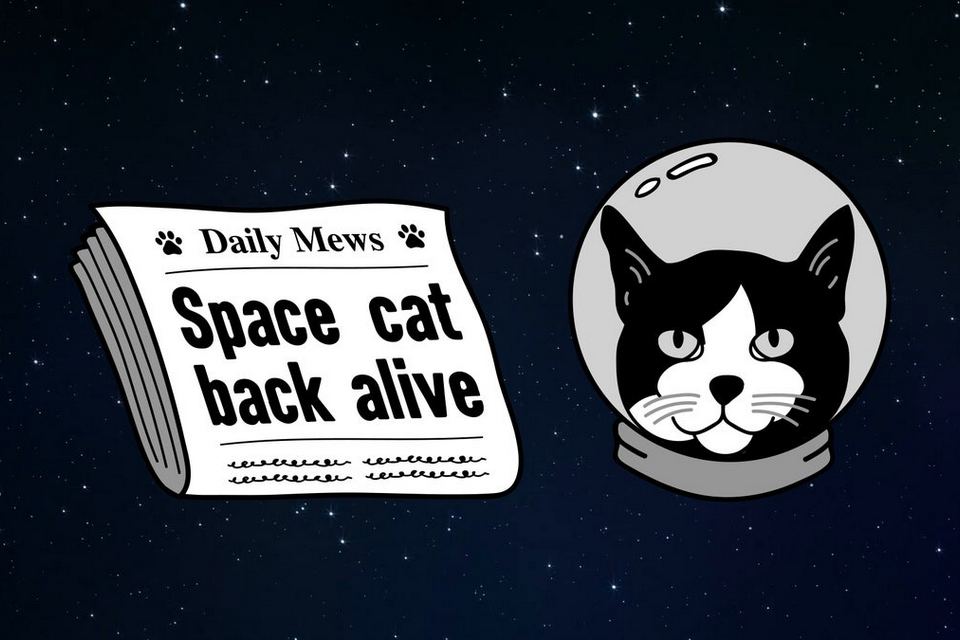 Primeiro gato lançado no espaço, Félicette tem merecida homenagem