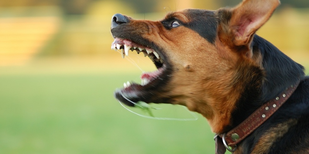(Fonte: Pet Trained/Reprodução)