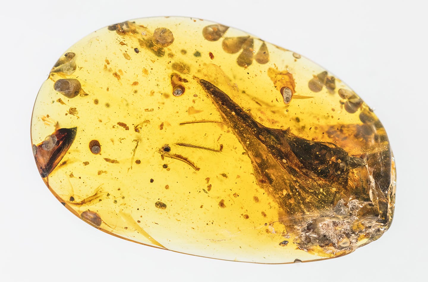 Cientistas descobrem o menor dinossauro do mundo