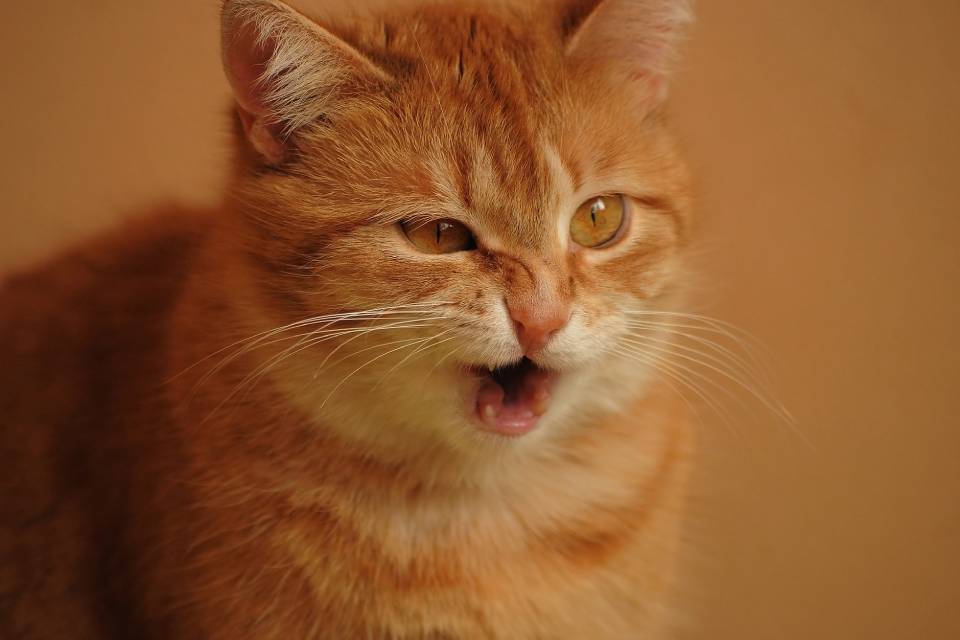 Gato é diagnosticado com coronavírus, mas não se preocupe