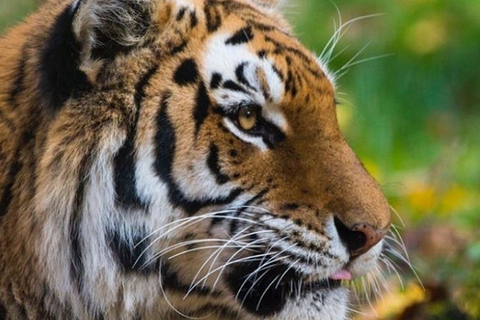 Imagem de: Zoo de Nova York tem tigre infectado com a covid-19