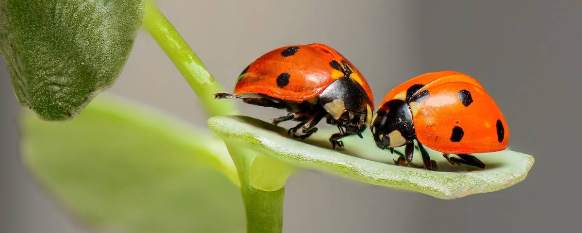 Imagem de: Cientistas alertam para consequências da extinção dos insetos
