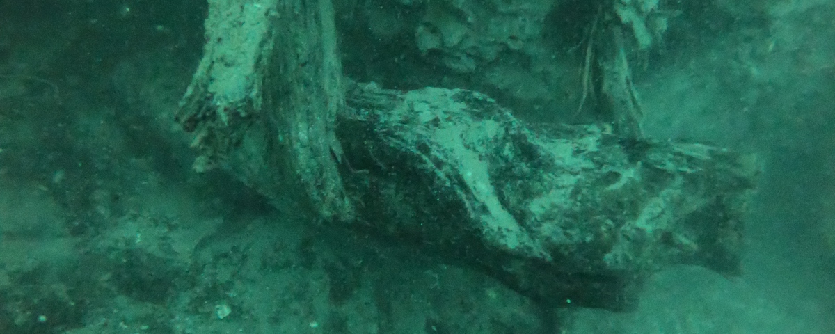 Imagem de: Floresta submersa há 60 mil anos pode ser fonte de novos remédios