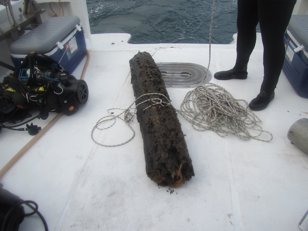 Um tronco da antiga floresta de ciprestes, agora submersa, é recolhido no Golfo do México.