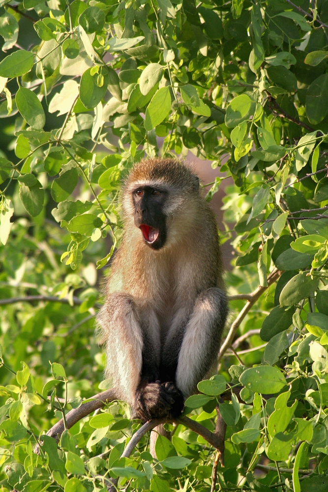 Um macaco-vervet dá o alerta de predador do alto de uma árvore na Reserva Natural de Samburu, no Quênia.