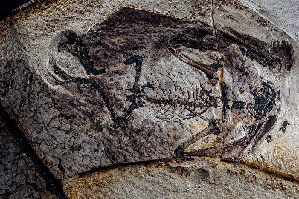 Esse fóssil de um Jeholopterus mostra vestígios do que seria penugem, o que sugere que pterossauros mais evoluídos teriam sangue quente.