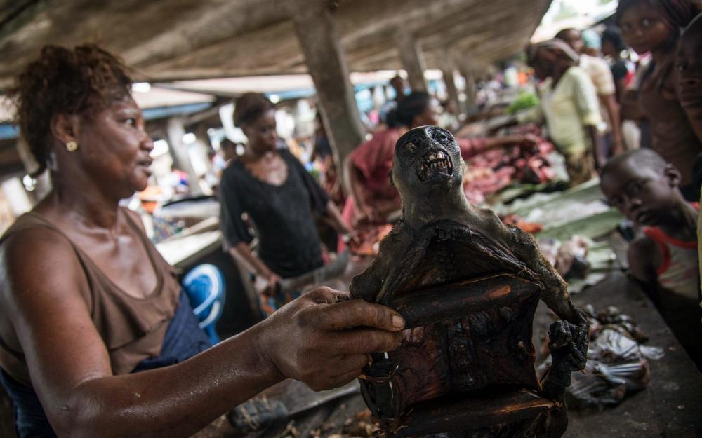 Carne de macaco é oferecida em um mercado de Mbandaka, no Congo.