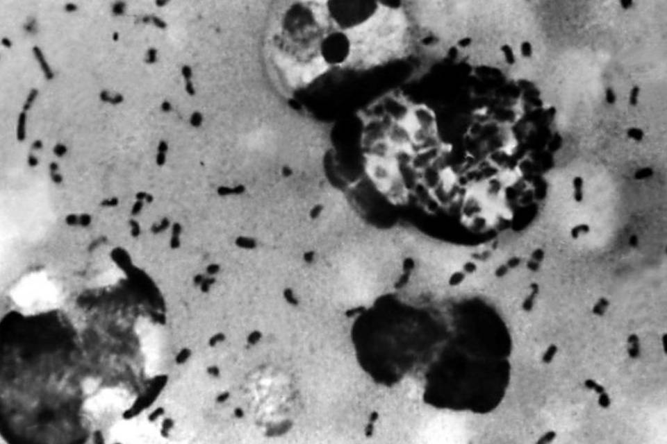 Novos casos de peste bubônica acendem alerta na China