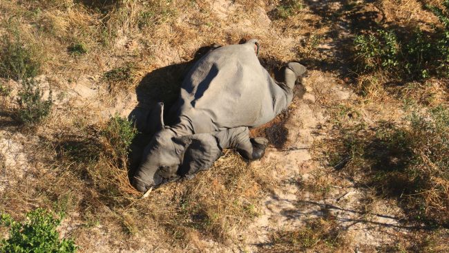 As suspeitas indicam dano neurológico nos animais. (Fonte: Elephants Without Borders)