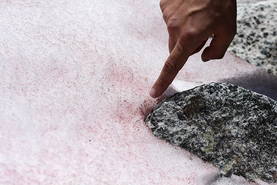 Camada de neve rosa nos Alpes Italianos preocupa cientistas