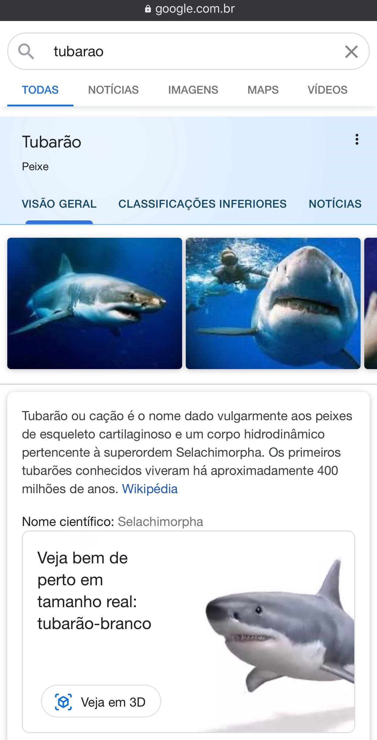 Busca do Google tem novos animais em 3D realidade aumentada