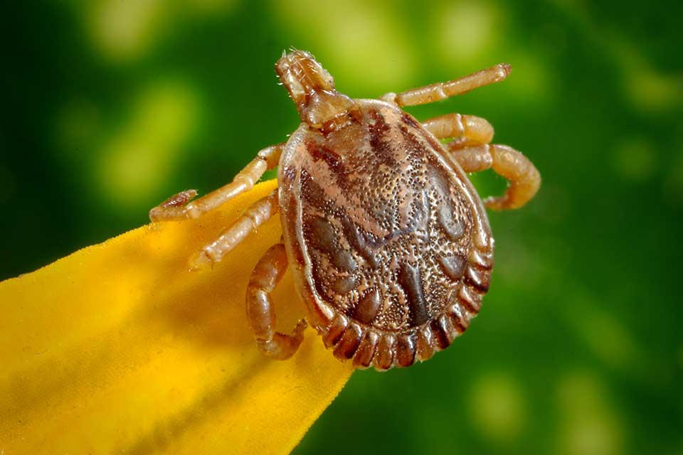 A doença é transmitida por carrapatos contaminados com a bactéria. (Fonte: Pexels)