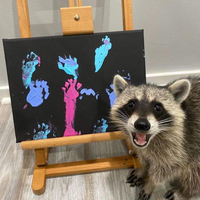 Fonte: @titotheraccoon (Reprodução / Instagram)