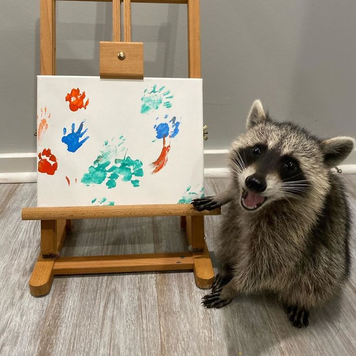 Fonte: @titotheraccoon (Reprodução / Instagram)