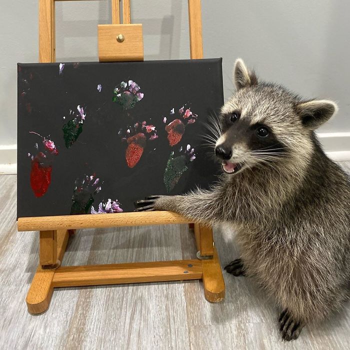 Fonte: @titotheraccoon (Reprodução / Instagram)