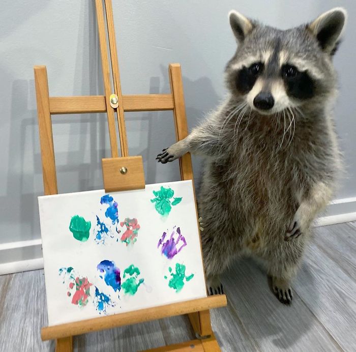 Fonte: @titotheraccoon (Reprodução / Instagram)