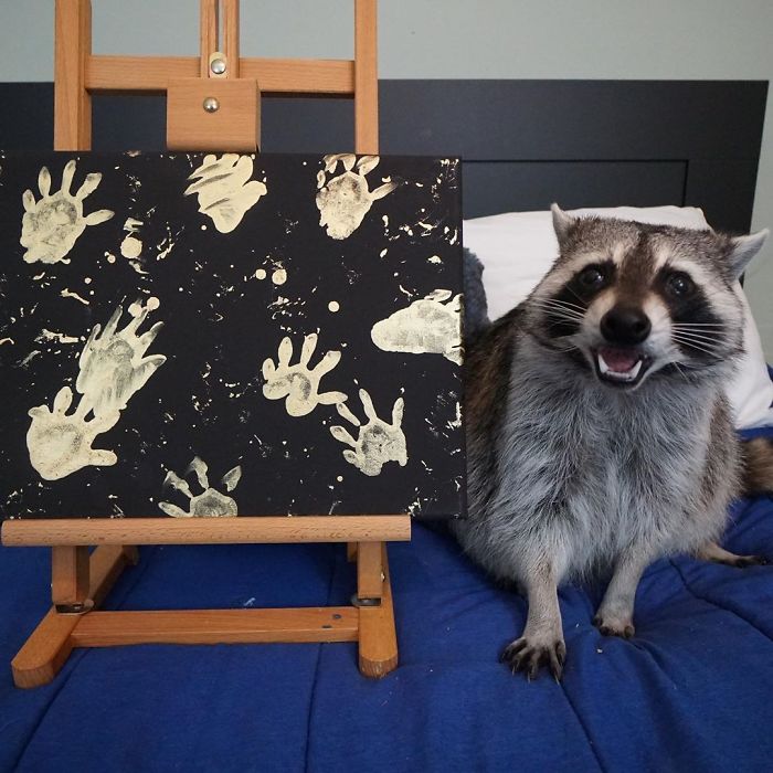Fonte: @titotheraccoon (Reprodução / Instagram)