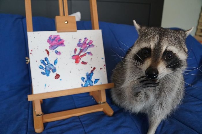 Fonte: @titotheraccoon (Reprodução / Instagram)