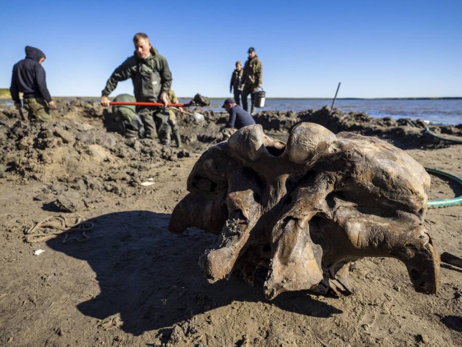 A onda de calor pode facilitar a aparição dos fósseis. (Fonte: Artem Cheremisov/Gov. of Yamalo-Nenets of Russia Press Office)