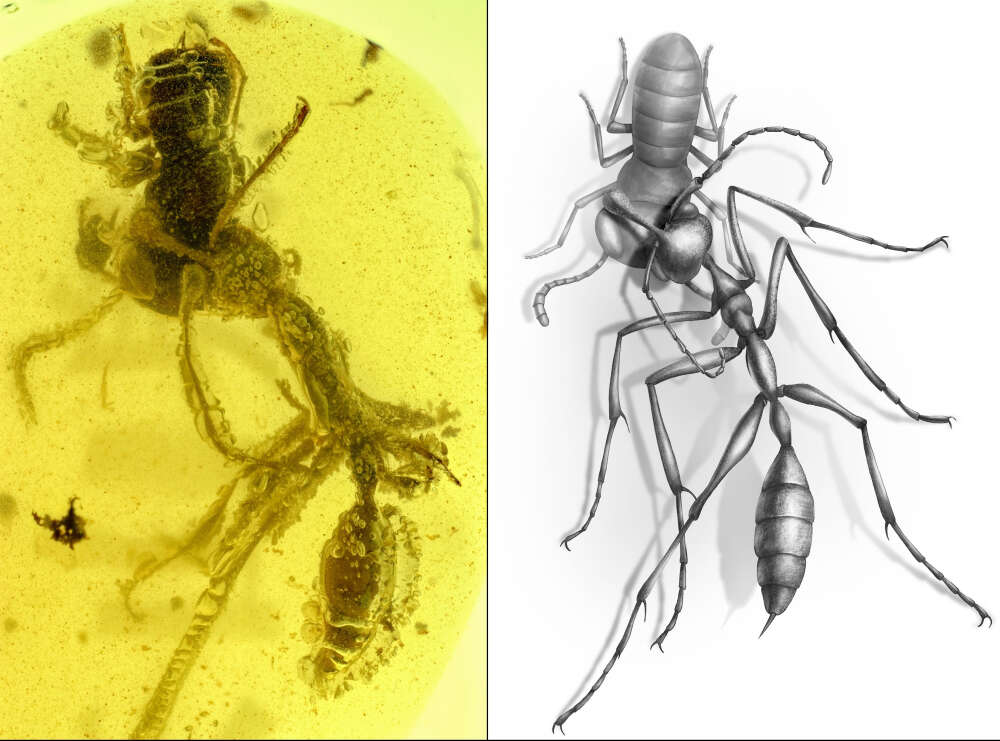 O momento em que o espécime vai capturar sua presa. (Fonte: Current Biology)