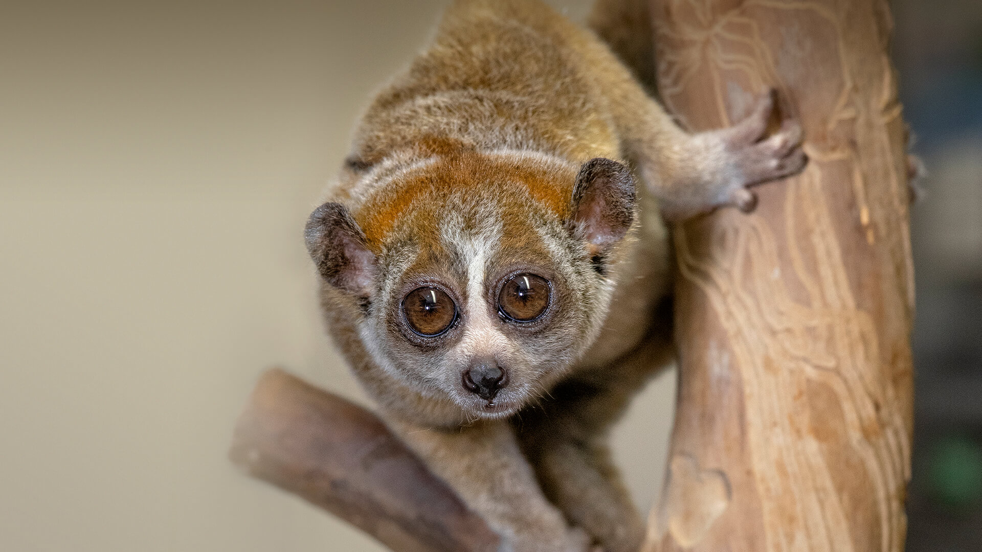 Fonte: San Diego Zoo/Reprodução