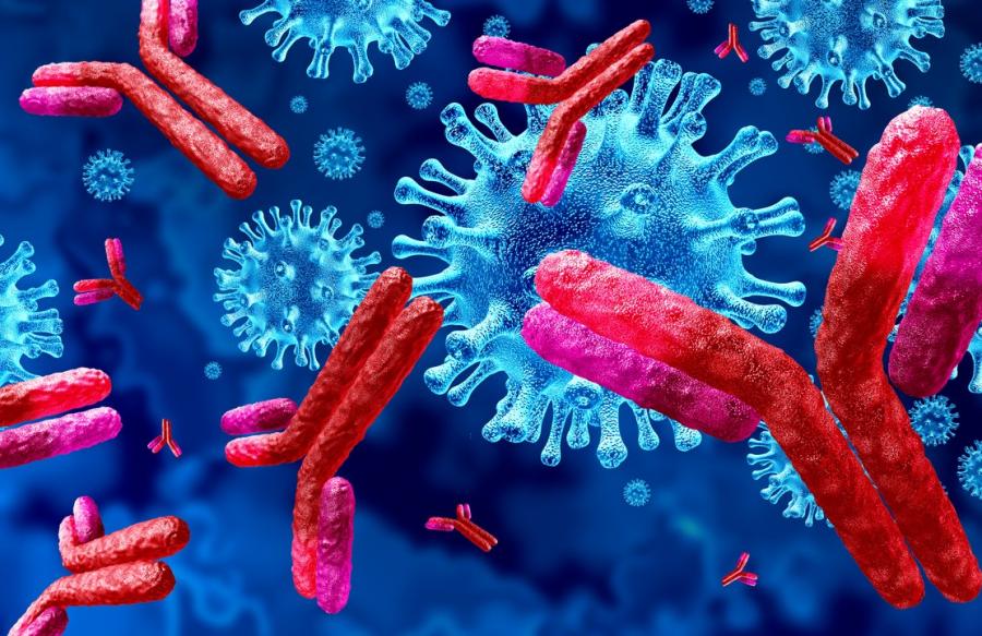 Anticorpos "lutando" contra o novo coronavírus (Fonte: iStock)