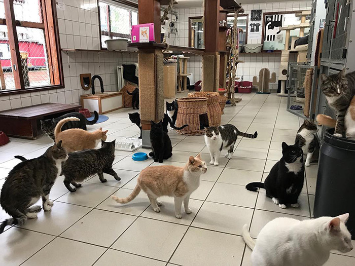 O abrigo inusitado costumava receber visitas antes da pandemia. (Fonte: @depoezenboot.amsterdam / Reprodução Instagram)