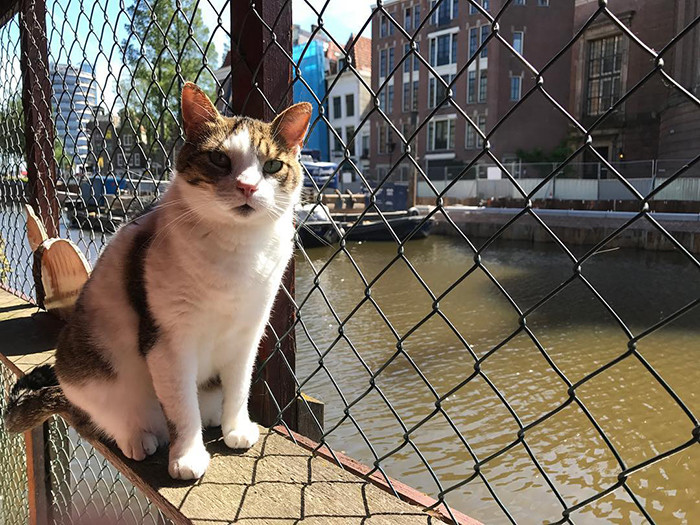 A adoção passa por um processo rígido. (Fonte: @depoezenboot.amsterdam / Reprodução - Instagram)