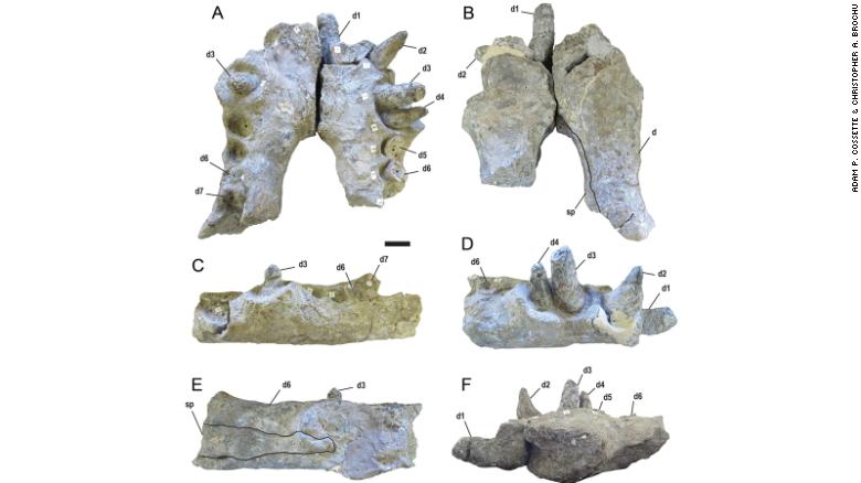 Ainda não se sabe o motivo da extinção da espécie. (Fonte: Journal of Vertebrate Paleontology)
