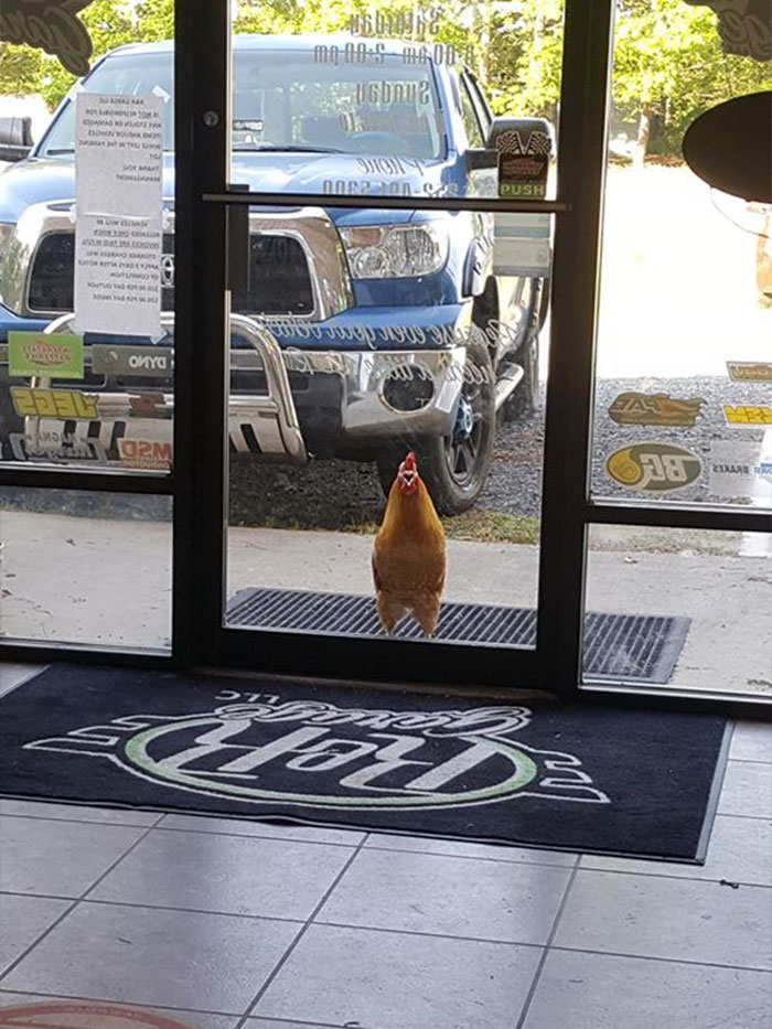 O animal apareceu de repente no lugar. (Fonte: RandR Garage / Facebook)
