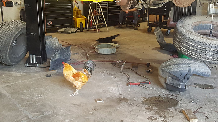 Earl virou a atração do lugar. (Fonte: RandR Garage / Facebook)
