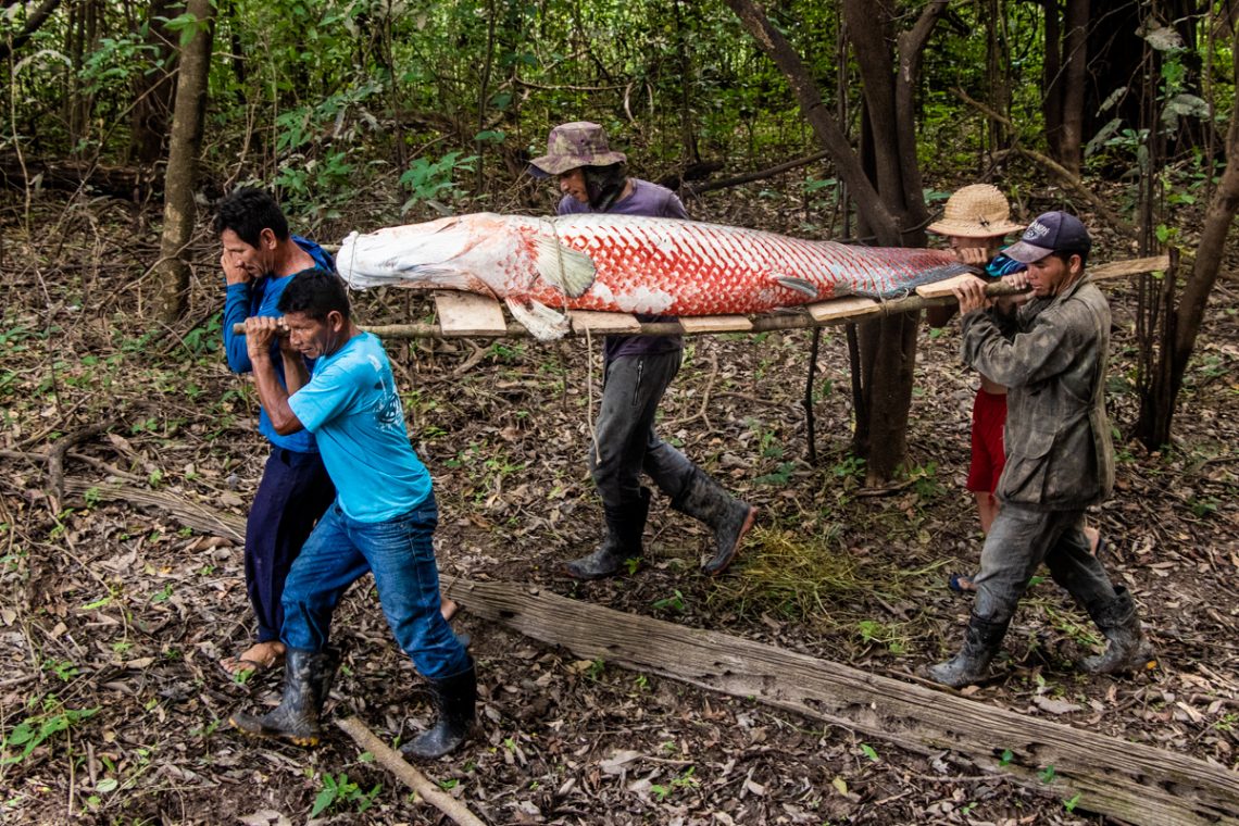 Manejo do pirarucu em águas protegidas pelo Ibama (Fonte: Bernardo Oliveira/Instituto Mamirauá - Reprodução)