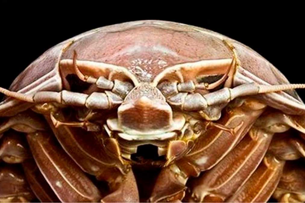 O animal é um dos maiores da espécie. (Fonte: SJADES 2018)