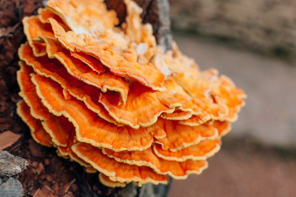 (Fonte: Listverse/Reprodução)