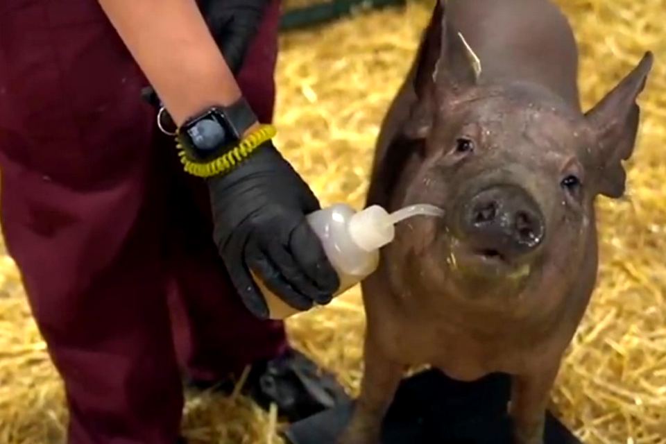 Imagem de: Apresentação da Neuralink não empolga comunidade científica