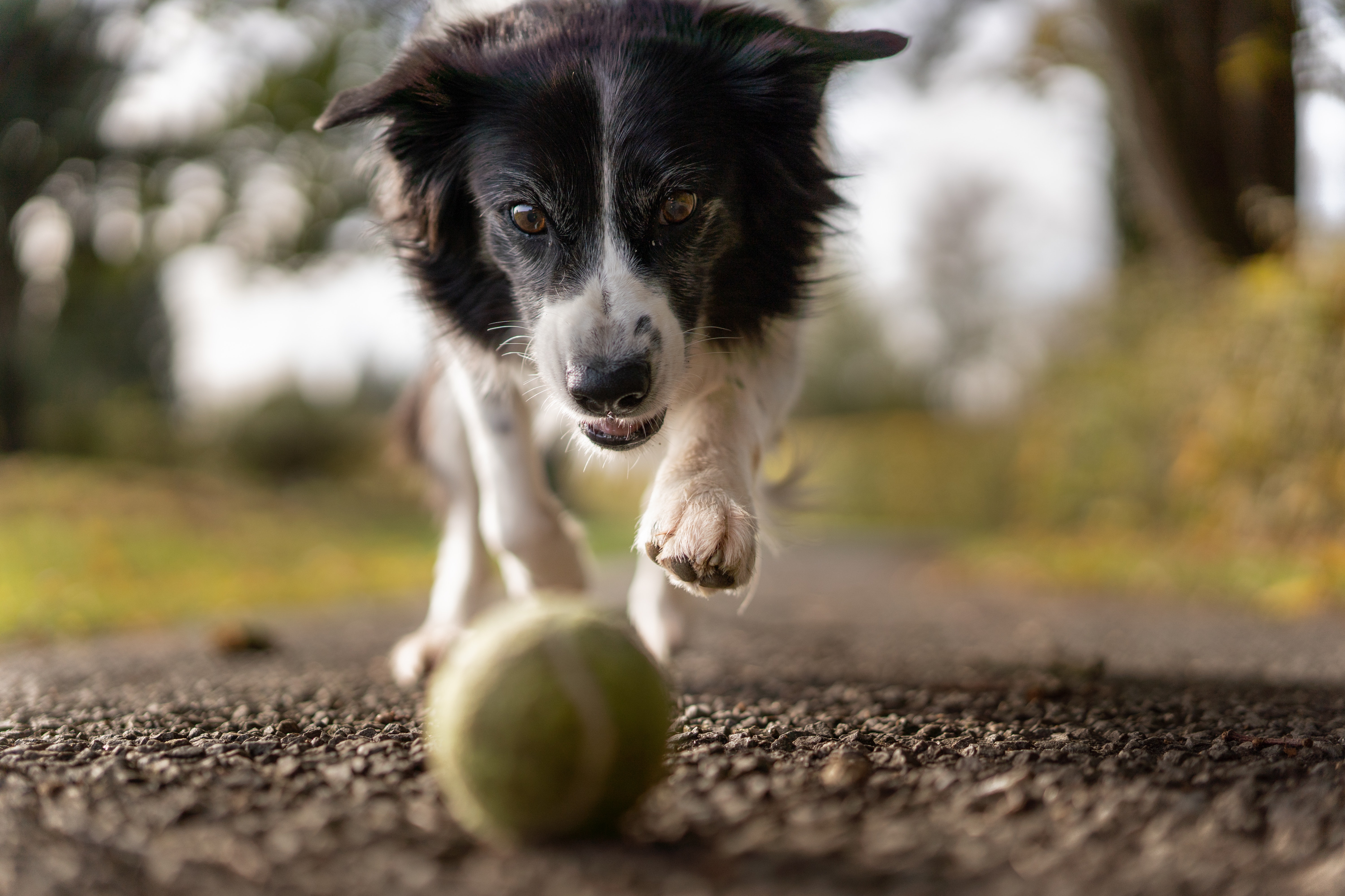Seu cão não fica parado? Quem sabe é porque ele enxerga melhor em movimento! (Fonte: Pexels)