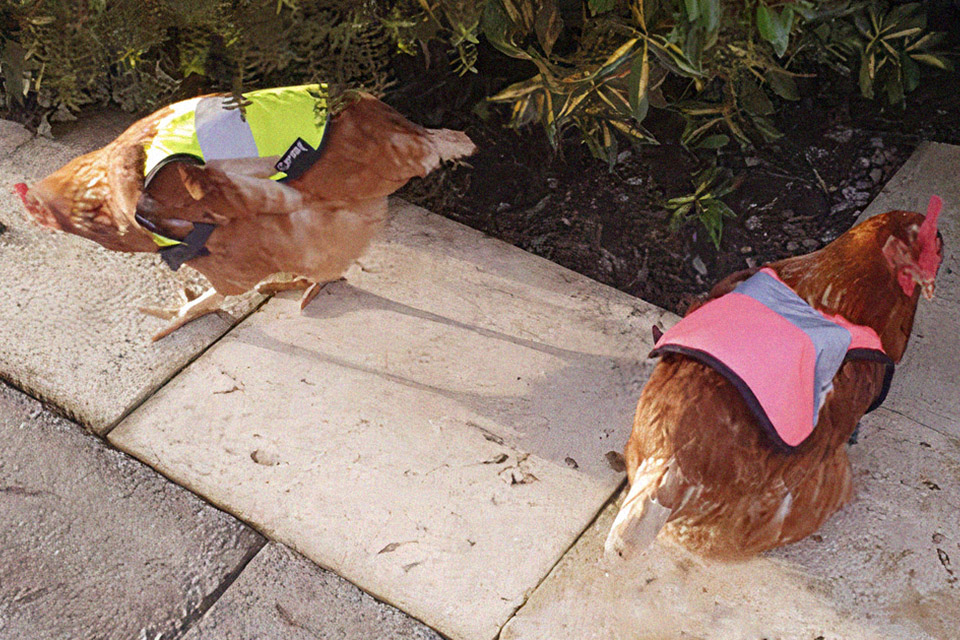 Galinhas são obrigadas pelo dono a usar coletes de alta visibilidade