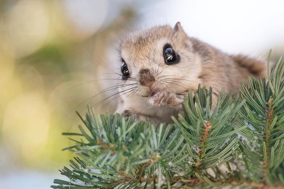 Conheça o esquilo-voador-anão-japonês; uma fofura que parece um Pokémon