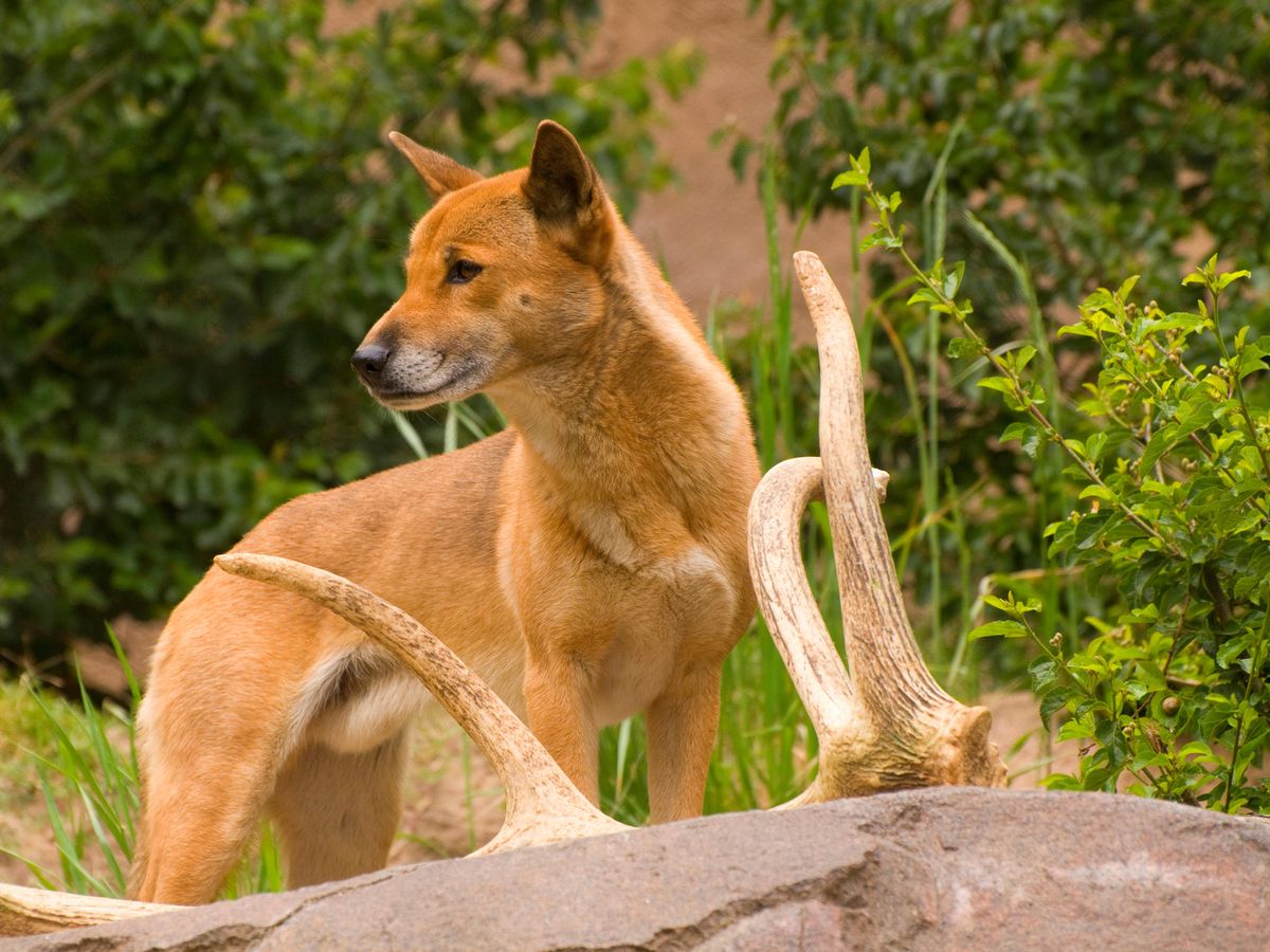 Cão-cantor é visto na natureza pela primeira vez em 50 anos